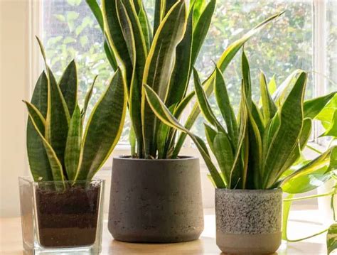 snake plant need lots water